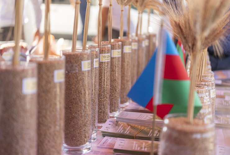 Cəlilabadda toxum sərgi-satış yarmarkası təşkil olunub