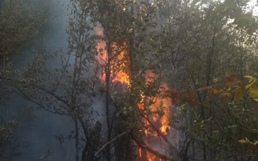 Şabranda meşəni bal yığmaq üçün yandırıblar - RƏSMİ