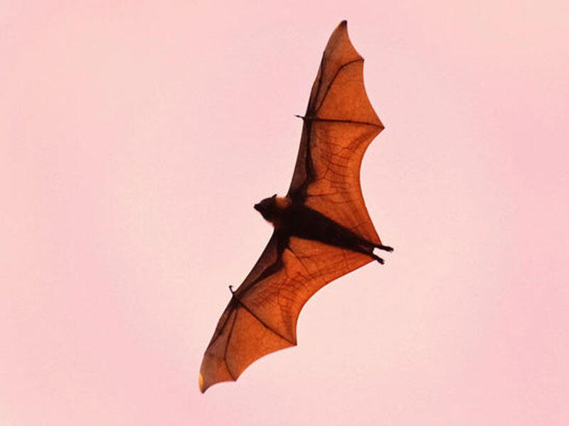 Koronavirusun mənbəyinin yarasa olmadığını etiraf etdilər