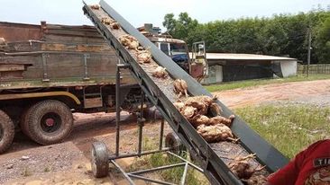 Taylandda daşqın fəlakətə səbəb oldu: 140 min toyuq tələf OLUB