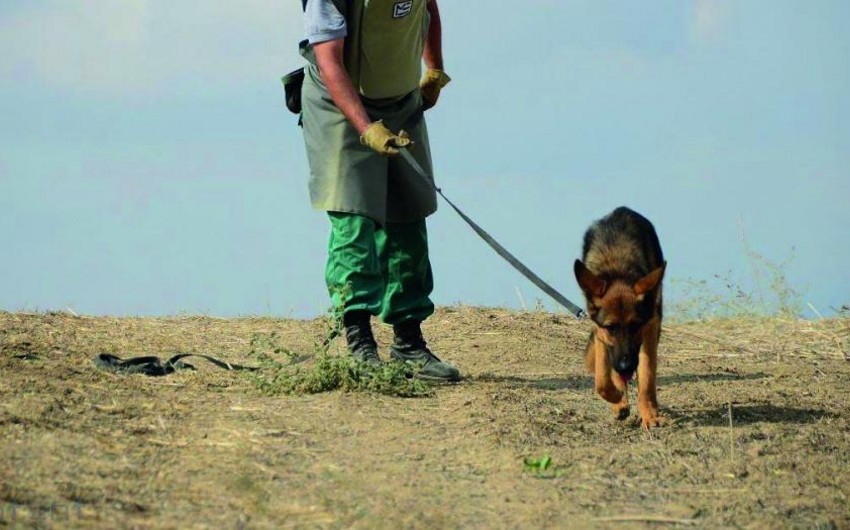 ABŞ Azərbaycana minaaxtaran itlər göndərəcək
