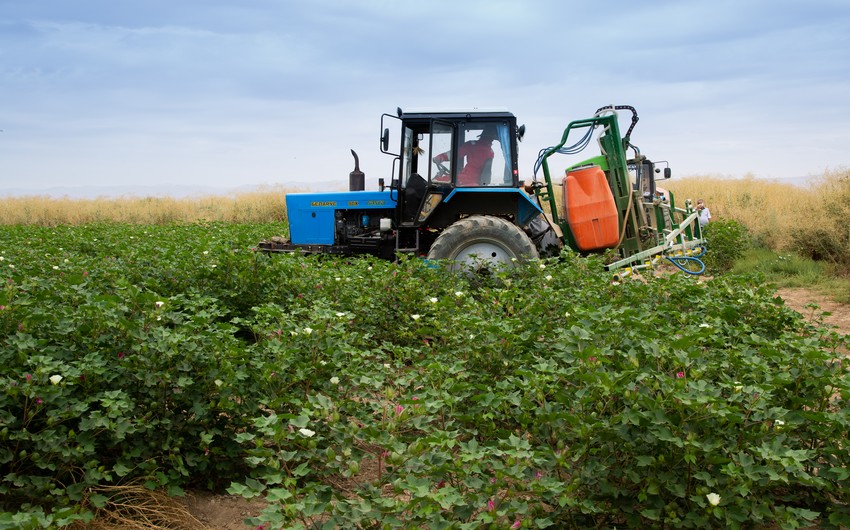 Azərbaycanda kənd təsərrüfatı xərcləri 20%-dən çox artırılır