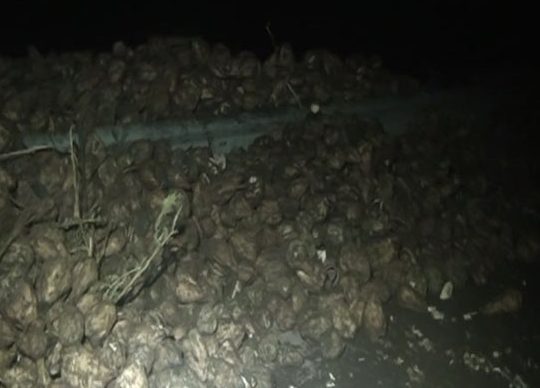 Goranboyda yük maşını aşdı, tonlarla çuğundur yola dağıldı