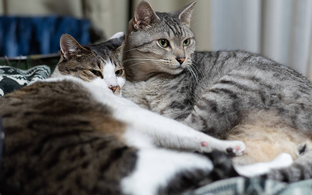 Bakıda qadının evdə saxladığı 70 pişik əlindən alındı