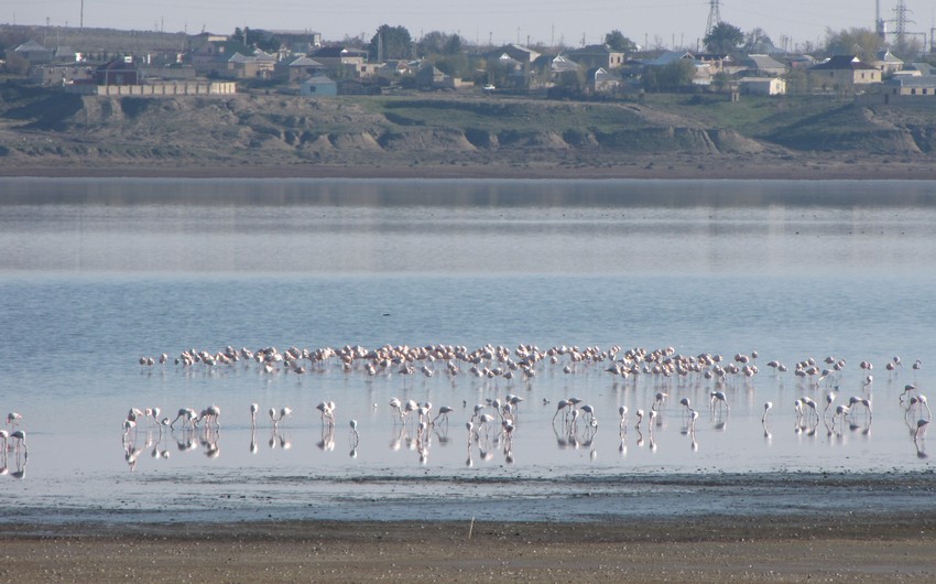 Hacıqabul gölünün bərpası üçün Milli Məclisdə komissiya yaradılır