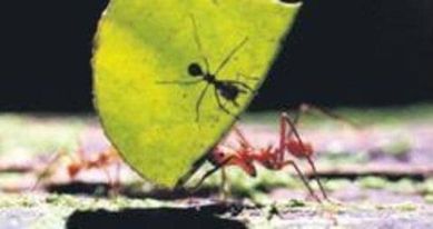 Elm adamları dünyada 20 katrilyon qarışqa olduğunu bildirib