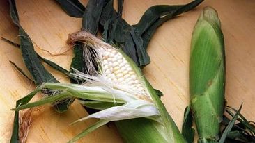 Qlobal taxıl ehtiyatları son on ildə ən aşağı səviyyəyə enib