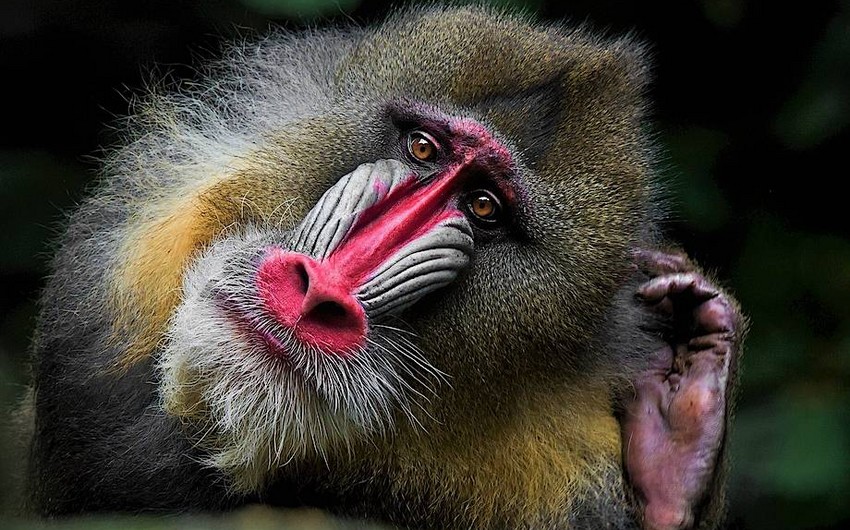 Bütün meymunları öldürən virus aşkarlanıb