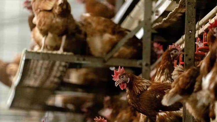 Ötən il Böyük Britaniya və Avropada 48 milyon quş məhv edilib