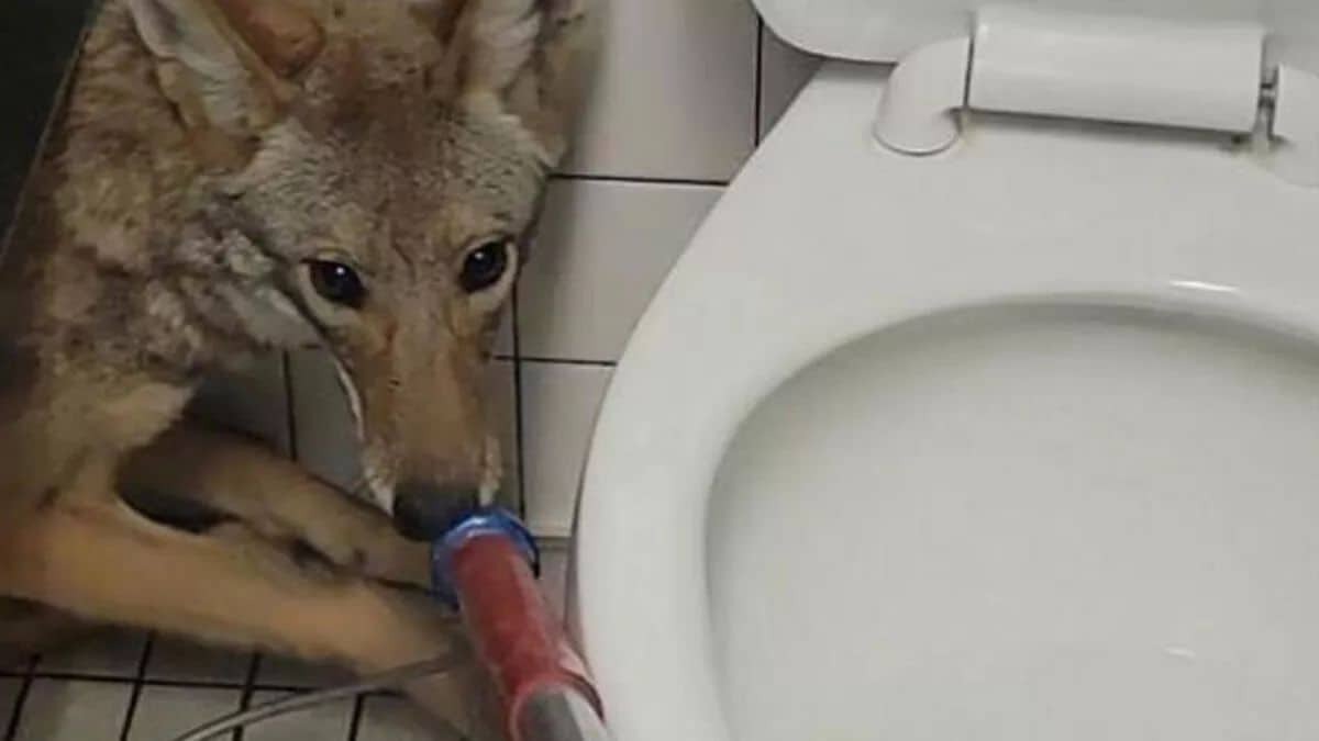 ABŞ-da məktəb tualetinə girən koyot təbiətə buraxılıb