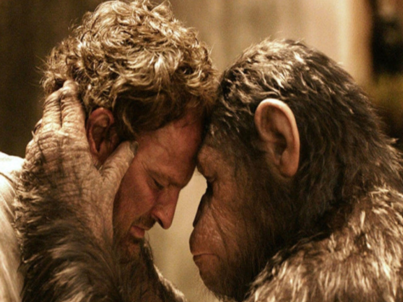 Daha bir ölümcül virus meymundan insana keçə bilər