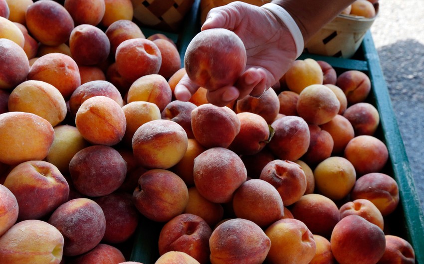 Azərbaycandan Rusiyaya göndərilmiş 7 tona yaxın nektarin məhv edilib