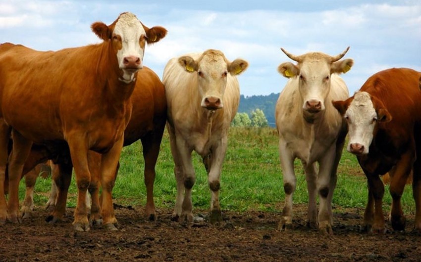 Salyanda fermadan 4 baş inək oğurlanıb