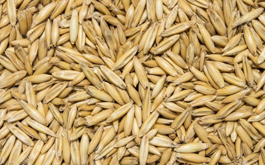 Azərbaycan daha bir ölkədən yulaf toxumu almağa başlayıb