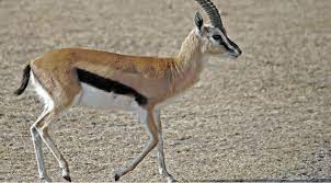 Cəbrayıl və Zəngilana ceyranlar buraxılacaq