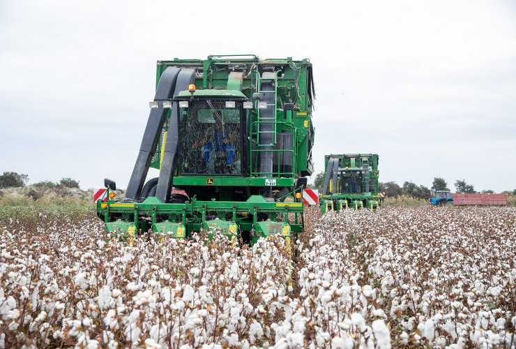 Respublikada pambıq yığımı davam edir