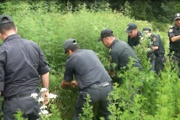 14,5 ton narkotik bitki məhv edildi - “Xaşxaş-2022” əməliyyatı