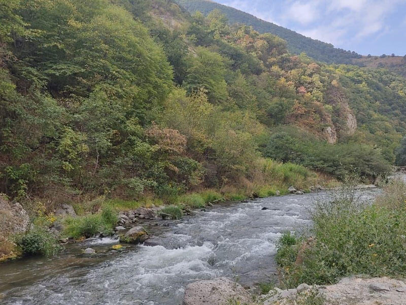 Qarabağa Qırğızıstandan iribuynuzlu heyvanlar gətiriləcək