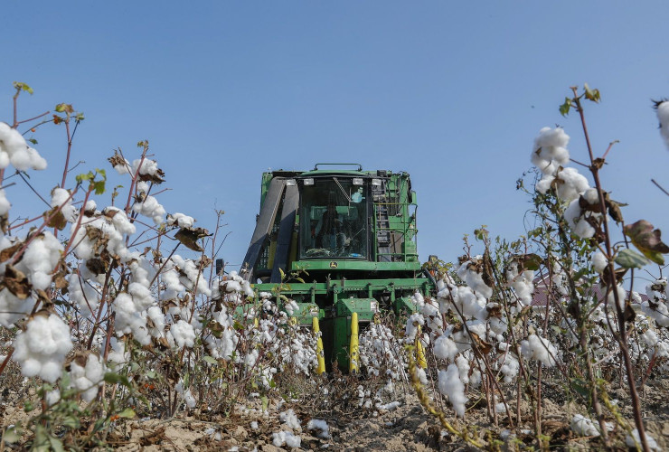 Tədarük məntəqələrinə 150 min tona yaxın pambıq təhvil verilib