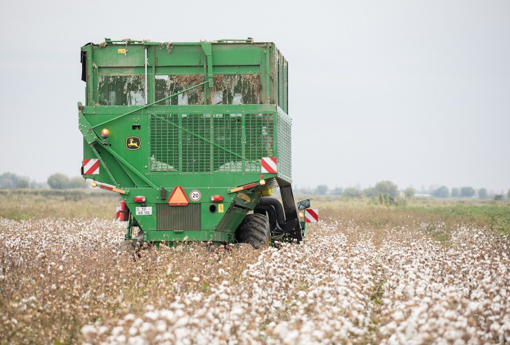 Ağcabədidə pambıq yığımı: Bugünədək tədarük məntəqələrinə 16 min tondan çox pambıq təhvil verilib