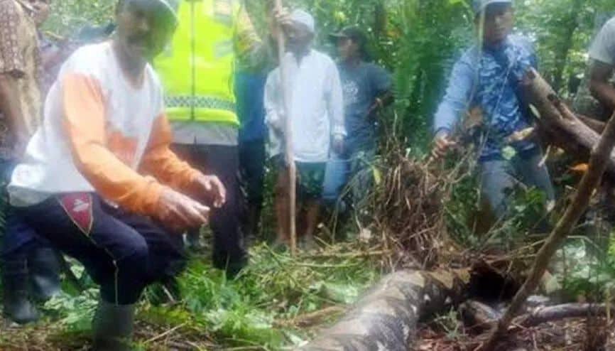 54 yaşlı qadın 6 metrlik pitonun mədəsindən çıxdı