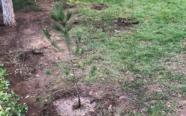 Sumqayıtda parkdakı ağacları bu idarə kəsibmiş - Foto