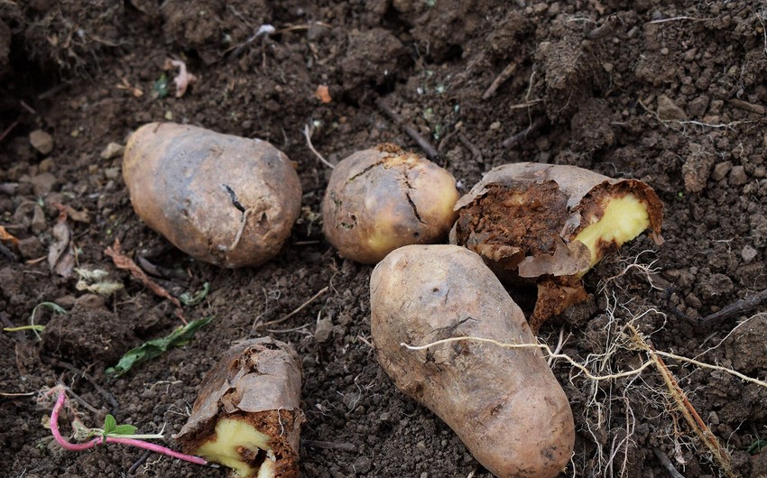 İdxal olunan məhsullarda zərərli orqanizmlərin aşkarlanması ilə əlaqədar ixracatçı ölkələrə 104 bildiriş göndərilib