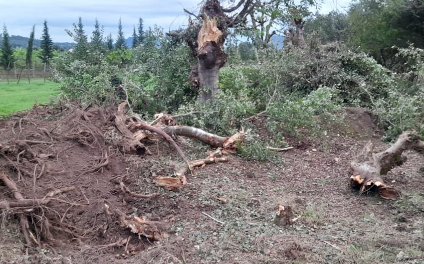 Astarada “Qırmızı Kitab”a düşən ağaclar kəsilib, təbiətə 102 min manatlıq ziyan dəyib