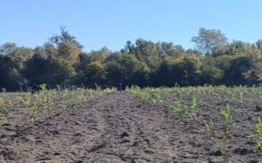 Son üç gündə meşə fondu torpaqlarında 60 mindən çox ağac əkilib