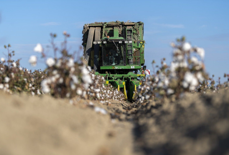Pambıqçılıq-2022: Tədarük məntəqələrinə 221 min tondan çox məhsul təhvil verilib