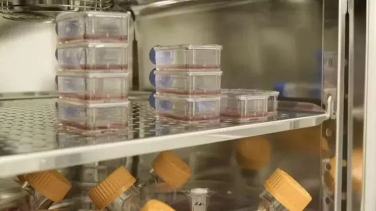 Laboratoriyada istehsal olunan qan ilk dəfə insanlara köçürüldü