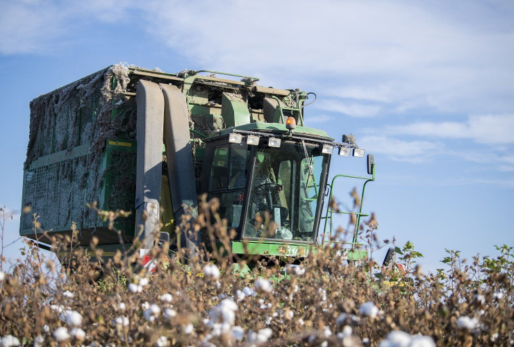Tədarük məntəqələrinə 240 min tondan çox pambıq təhvil verilib