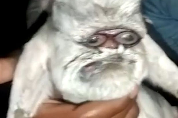 Hindistanda insanabənzər və “eynəkli” keçi doğulub – FOTO