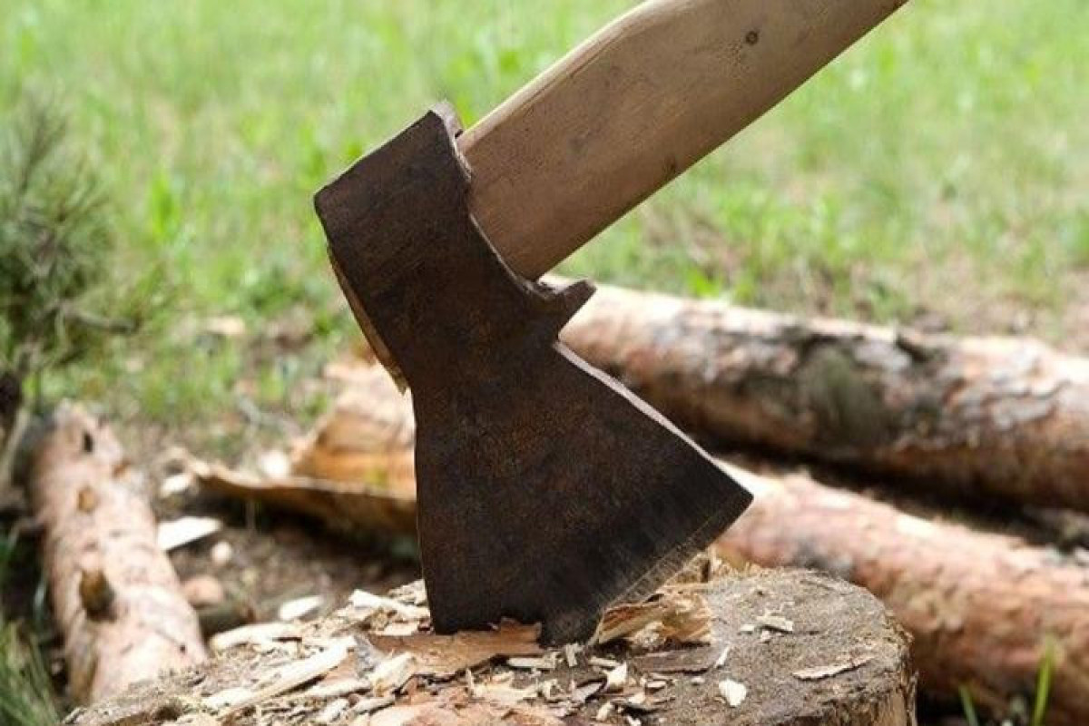 Ağacların qanunsuz kəsilməsinə görə cinayət işləri başlanıb