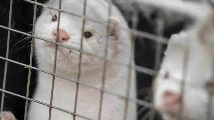 ABŞ-da fermadan qaçan 10.000 mink axtarılır