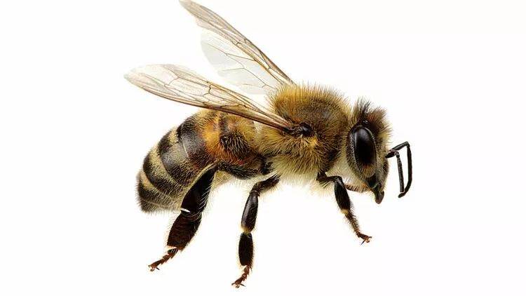 ABŞ alimləri arıların ömrünün qısaldığını bildirib