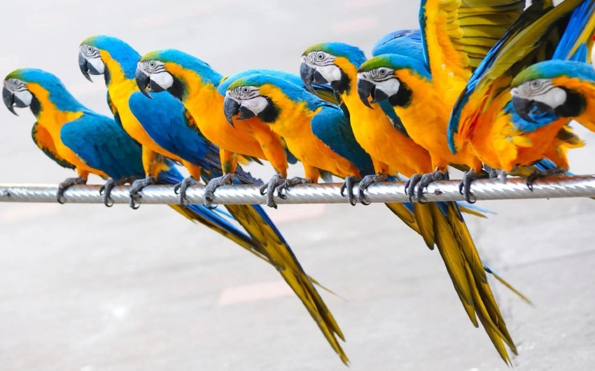 Bakıda zoomağazadan 8 tutuquşu oğurlanıb