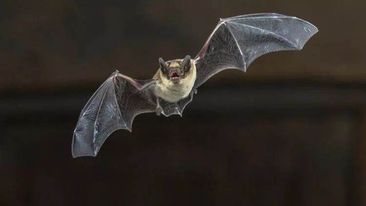 Yarasalarda yeni virus tapılıb