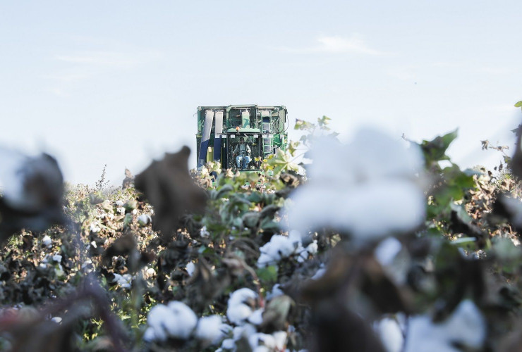 Pambıqçılıq-2022: Tədarük məntəqələrinə 285 min tondan çox pambıq təhvil verilib
