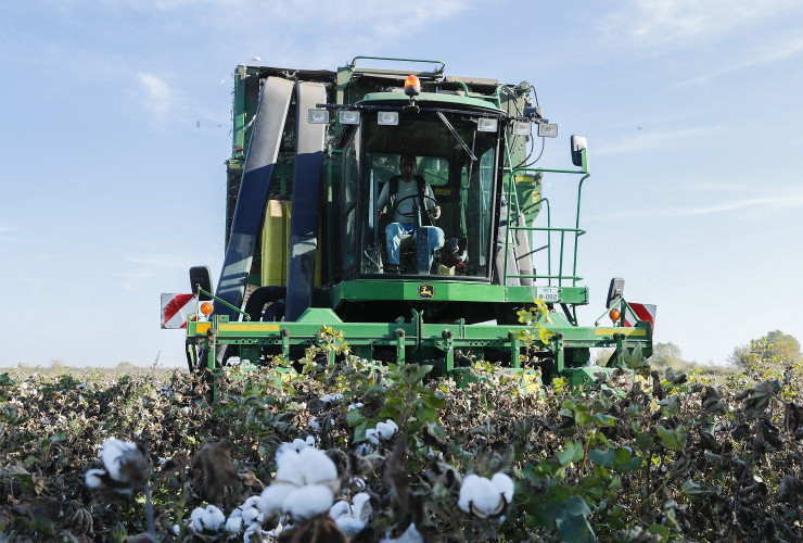 Bugünədək tədarük məntəqələrinə 295 min tondan artıq pambıq təhvil verilib