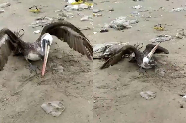 Peruda minlərlə ölü quş tapıldı: İnsanlara xəbərdarlıq edildi - VİDEO