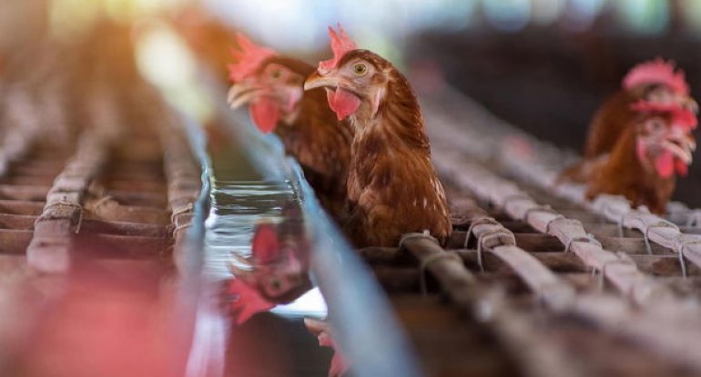 Quş qripi yaponlar üçün təhlükəyə çevrilib: Milyonlarla toyuğu məhv etdilər