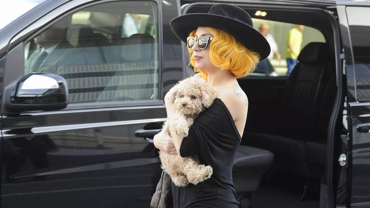 Ledi Qaqanın itlərini qaçıran şəxs 21 il müddətinə azadlıqdan məhrum edildi