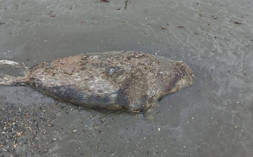 Xəzərin Azərbaycan sahillərində daha 4 suiti cəsədi aşkar olunub