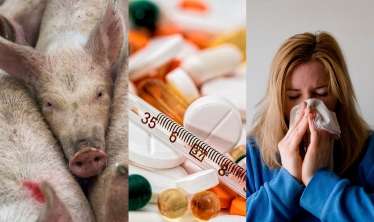 Rusiyada donuz qripi virusu yayılıb