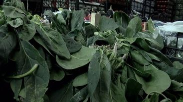 Avstraliyada maraqlı hadisə: Zəhərli ispanaqlar hallüsinasiyalara səbəb oldu