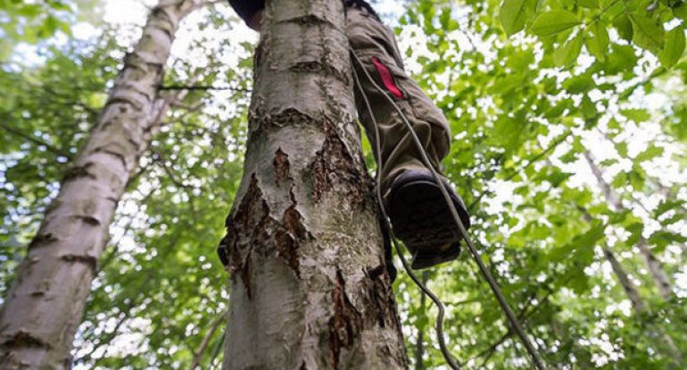 Qaxda ağacdan yıxılan kişi öldü