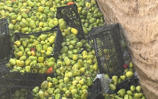 İrandan gətirilən bibərdə virus aşkarlandı - Foto