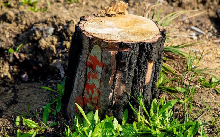 Balakəndə ağaclar qanunsuz olaraq kəsilib, təbiətə 15680 manatlıq ziyan vurulub