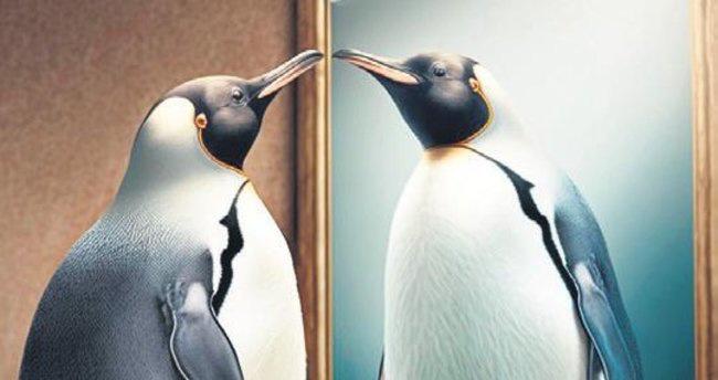 Pinqvinlər güzgülərdə özlərini tanıya bilirlər
